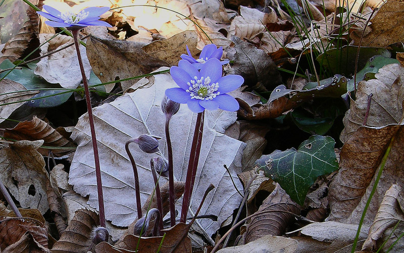 Fiori, scatti di prova.